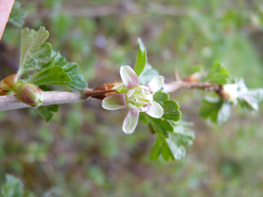 Fleurs d'abord verdâtres et roses puis verdâtres et rouges; uniques ou groupées par 2, elle sont portées par un petit pédoncule portant des feuilles. Agrandir dans une nouvelle fenêtre (ou onglet)